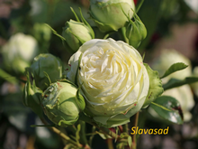 Wedding Piano (Веддінг Піано) (Мультифлора)